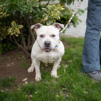 Mollie -  Pit Bull Terrier Dog for Adoption in Newark, New Jersey - Mollie | PetCurious