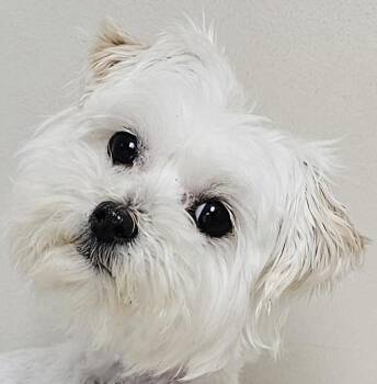 Maltese Dogs Available for Adoption - ZOEY | PetCurious