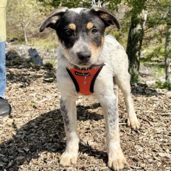 Australian Cattle Dog Blue Heeler and Mixed Breed Dogs Available for Adoption in East Hampton, New York - Fagioli | PetCurious