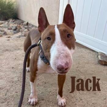 Bull Terrier Dogs Available for Adoption in Palm Desert, California - Jack | PetCurious