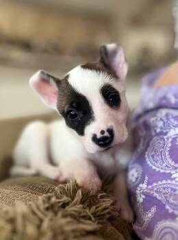 Labrador Retriever and American Bully Dogs Available for Adoption in Friendswood, Texas - Pearl White  | PetCurious