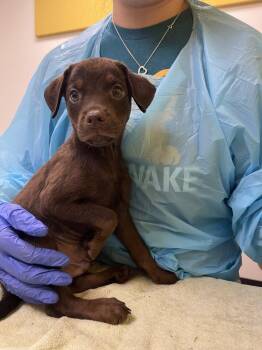 Shrek -  Mixed Breed Dog for Adoption in Raleigh, North Carolina - Shrek | PetCurious