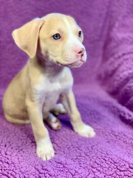 Labrador Retriever and Terrier Dogs Available for Adoption in Urbandale, Iowa - Maggie | PetCurious