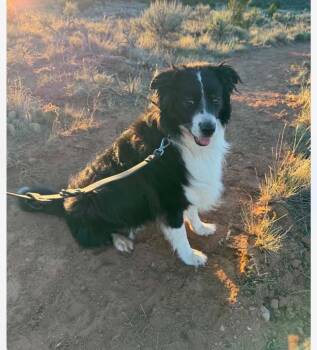 Ruffles -  Border Collie Dog for Adoption in Heber City, Utah - Ruffles | PetCurious