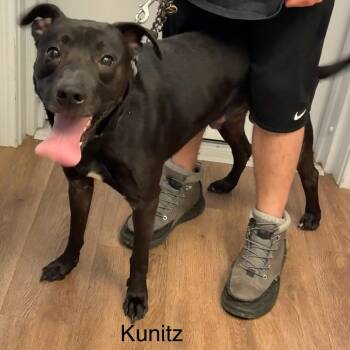 Kunitz -  Black Labrador Retriever and Boxer Dog for Adoption in Morganfield, Kentucky - Kunitz | PetCurious