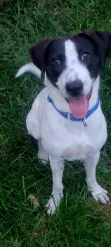 Rescue Retriever Dogs for Adoption in Lima, Ohio - Oscar | PetCurious