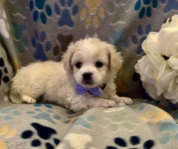 Coconut -  Shih Tzu and Chihuahua Dog for Adoption in Corona, California - Coconut | PetCurious