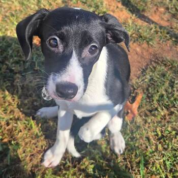 Wednesday -  Chihuahua and Terrier Dog for Adoption in Cartersville, Georgia - Wednesday | PetCurious