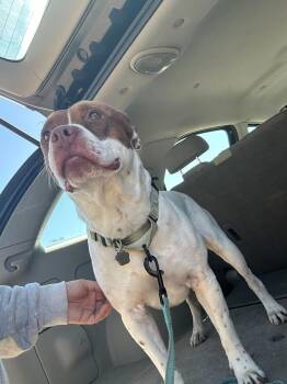 American Bulldog Dogs Available for Adoption in Lakeland, Florida - Chewy | PetCurious