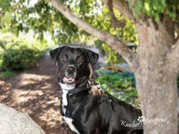 LEO -  Labrador Retriever and Mixed Breed Dog for Adoption in Omaha, Nebraska - LEO | PetCurious