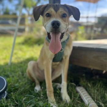 Funnel Cake -  Mixed Breed Dog for Adoption in Philadelphia, Pennsylvania - Funnel Cake | PetCurious