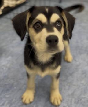 Breezy -  Mixed Breed Dog for Adoption in Charleston, South Carolina - Breezy | PetCurious
