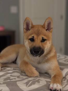 Kenobi silly Shiba -  Shiba Inu Dog for Adoption in Russiaville, Indiana - Kenobi Silly Shiba | PetCurious