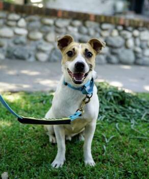 Flint -  Labrador Retriever Dog for Adoption in Pasadena, California - Flint | PetCurious