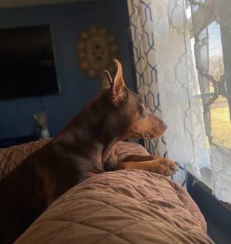 Rescue Doberman Pinscher Dogs for Adoption - Sophia | PetCurious