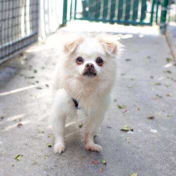 Chicken Noodle -  Pomeranian and Pekingese Dog for Adoption in Los Angeles, California - Chicken Noodle | PetCurious