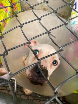 Bidzil -  Boxer and Mixed Breed Dog for Adoption in Hobart, Indiana - Bidzil | PetCurious