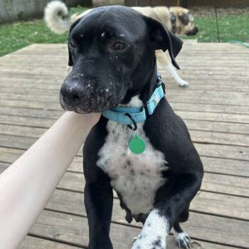 Rescue Mixed Breed Dogs for Adoption in Buffalo, Minnesota - Olive | PetCurious