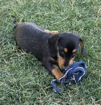 Annie -  Dachshund Dog for Adoption in Hesperia, California - Annie | PetCurious