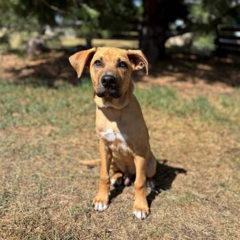 Virgo--In Foster -  Shepherd and Mixed Breed Dog for Adoption in Fargo, North Dakota - Virgo--In Foster | PetCurious