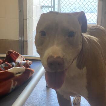 Roxy -  Staffordshire Bull Terrier Dog for Adoption in Reno, Nevada - Roxy | PetCurious