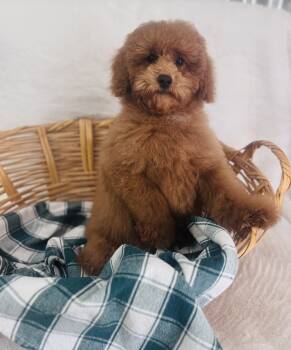 Arthur -  Poodle Dog for Sale in Morrow, Ohio - Arthur | PetCurious