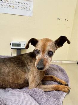 A199119 -  Chihuahua and Mixed Breed Dog for Adoption in Fremont, California - A199119 | PetCurious
