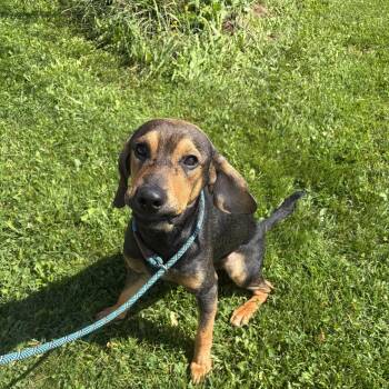 Jonah -  Hound Dog for Adoption in Seneca, Pennsylvania - Jonah | PetCurious