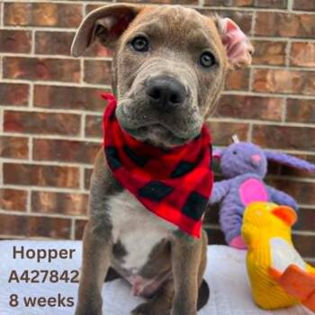 Mixed Breed Dogs Available for Adoption in Tomah, Wisconsin - Hopper | PetCurious