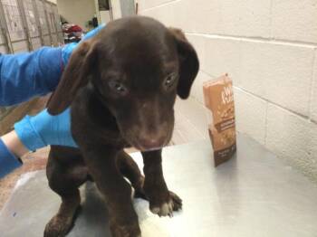 Labrador Retriever and Basset Hound Dogs Available for Adoption - CEDAR | PetCurious