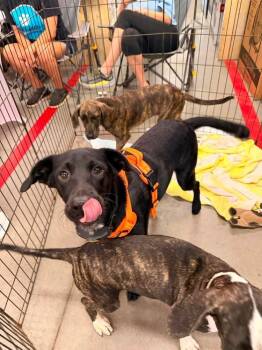 Shadow G -  Border Collie Dog for Adoption in Silsbee, Texas - Shadow G | PetCurious
