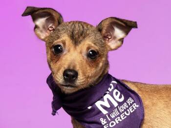 Gin -  Chihuahua Dog for Adoption in Cookeville, Tennessee - Gin | PetCurious