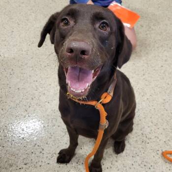 Bella -  Chocolate Labrador Retriever Dog for Adoption in Nashville, Indiana - Bella | PetCurious