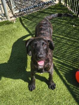 TRUDY -  Mixed Breed Dog for Adoption in Newton, North Carolina - TRUDY | PetCurious