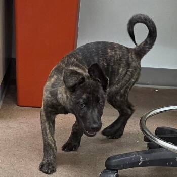 Dutch Shepherd Dogs Available for Adoption in Chattanooga, Tennessee - Solomon | PetCurious