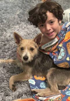 Rescue Terrier Dogs for Adoption in Savannah, Georgia - Danny | PetCurious