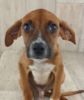 Rescue Terrier and Mixed Breed Dogs for Adoption in Shreveport, Louisiana - Curly | PetCurious