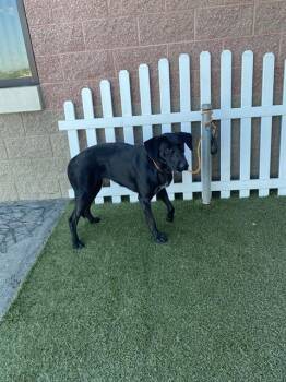 Labrador Retriever and Mixed Breed Dogs Available for Adoption - A608166 | PetCurious