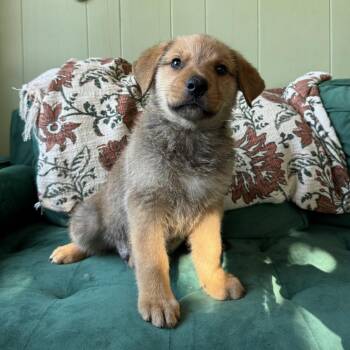 Dumpling -  Labrador Retriever and German Shepherd Dog Dog for Adoption - Dumpling | PetCurious
