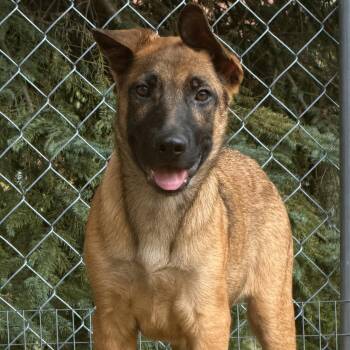 Justin -  German Shepherd Dog and Mixed Breed Dog for Adoption in Amery, Wisconsin - Justin | PetCurious