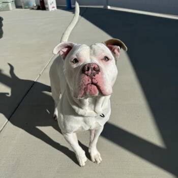 Rescue Pit Bull Terrier Dogs for Adoption in Harrisonburg, Virginia - Odin | PetCurious