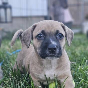 Roxie -  Boxer Dog for Adoption in Ramsey, Indiana - Roxie | PetCurious