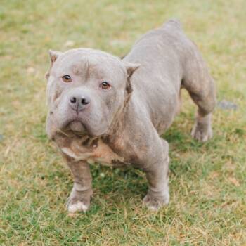 Rescue American Staffordshire Terrier Dogs for Adoption in Northbrook, Illinois - Lois | PetCurious