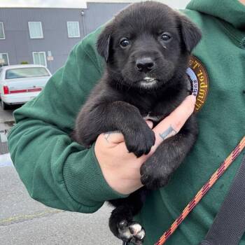 Border Collie and Chocolate Labrador Retriever Dogs Available for Adoption in Oakville, Washington - Poppy | PetCurious