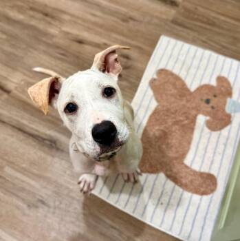 Bonnie Paige Cuddle Bug Beauty -  Pit Bull Terrier and Labrador Retriever Dog for Adoption in Friendswood, Texas - Bonnie Paige Cuddle Bug Beauty | PetCurious