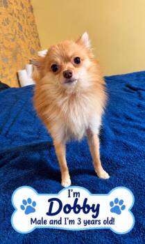 Dobby -  Chihuahua Dog for Adoption in Westport, Connecticut - Dobby | PetCurious