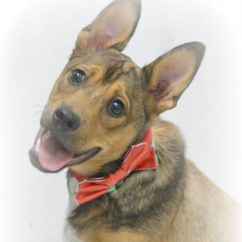 Australian Cattle Dog Blue Heeler Dogs Available for Adoption in Lake Havasu City, Arizona - Noah | PetCurious