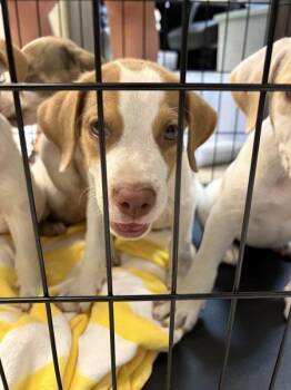 Aniya -  Hound Dog for Adoption in Mobile, Alabama - Aniya | PetCurious