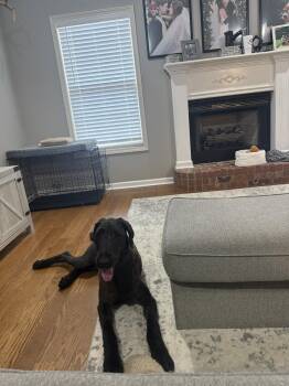 Maui -  Great Dane and Standard Poodle Dog for Adoption in Brooklyn Center, Minnesota - Maui | PetCurious