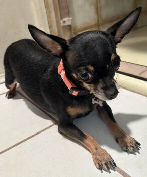 NELLY -  Chihuahua Dog for Adoption in El Cajon, California - NELLY | PetCurious
